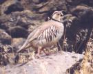 [Chukar]