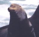 [California Sea Lion]