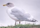 [Glaucous-winged Gull]