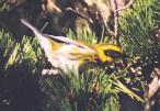 [Towsend's Warbler]