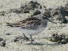 [Broad-billed Sandpiper]