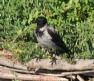 [Hooded Crow]