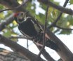 [Middle-spotted Woodpecker]