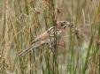 [Reed Bunting]