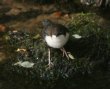 [White-throuated Dipper]