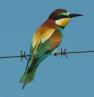 [Bee Eater]