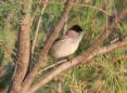 [Blackcap]