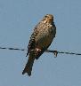 [Corn Bunting]