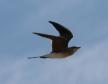 [Collared Pratincole]