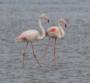 [Greater Flamingo]