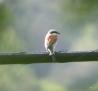 [Red-backed Shrike]