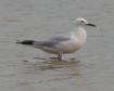 [Slender-billed Gull]