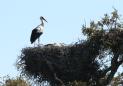 [White Stork]