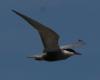 [Whiskered Tern]