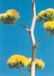 [Agave in bloom]
