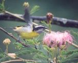 [Bananaquit]