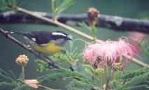 [Bananaquit]