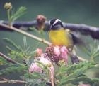 [Bananaquit]