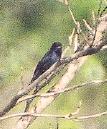 [Blue-black Grassquit]