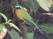 [Blue-crowned Motmot]