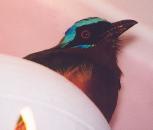 [Blue-crowned Motmot]