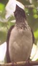 [Bearded Bellbird]