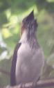 [Bearded Bellbird]