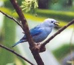 [Blue-gray Tanager]