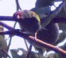 [Bay-headed Tanager]