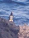 [Brown Booby]