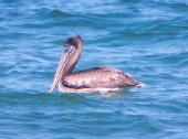 [Brown Pelican]