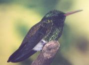 [Copper-rumped Hummingbird]