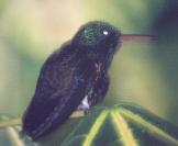 [Copper-rumped Hummingbird]