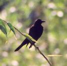 [Giant Cowbird]