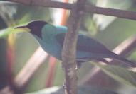 [Green Honeycreeper]