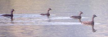 [Least Grebe]