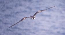 [Magnificent Frigatebird]