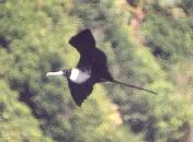 [Magnificent Frigatebird]