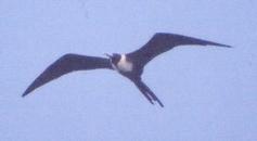 [Magnificent Frigatebird]