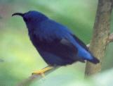 [Purple Honeycreeper]