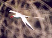 [Red-billed Tropicbird]