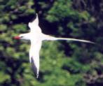 [Red-billed Tropicbird]