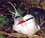 [Red-billed Tropicbird]