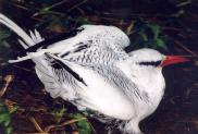 [Red-billed Tropicbird]