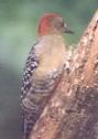 [Red-crowned Woodpecker]