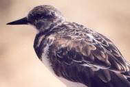 [Ruddy Turnstone]