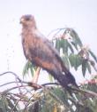 [Savannah Hawk]