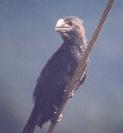 [Smooth-billed Ani]