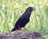 [Smooth-billed Ani]