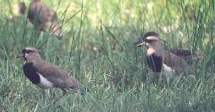 [Southern Lapwing]